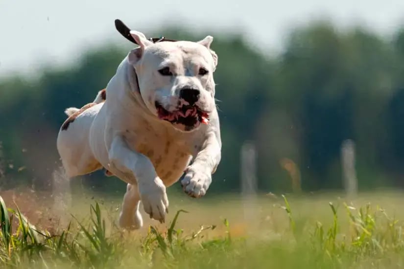 blogi-hero-lemmikin-turvana-on-kodin-hälytysjärjestelmä-1