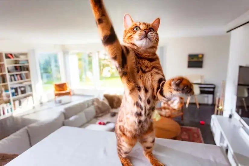 blogi-hero-voiko-kissa-tai-koira-laukaista-hälytyksen-1-1