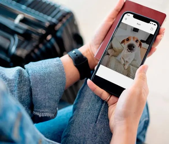 environment-nelio-koirakamera-sovellus