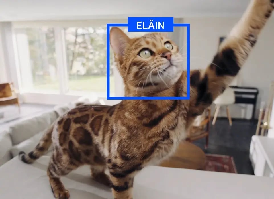 kissa-sisavalvontakamera