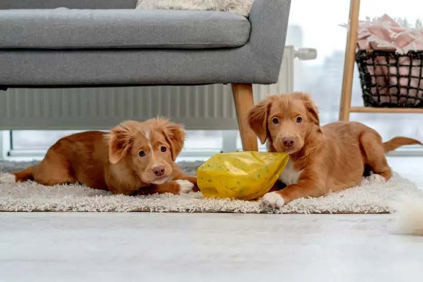 Lemmikki yksin kotona? Hälytysjärjestelmä suojaa myös lemmikkejä