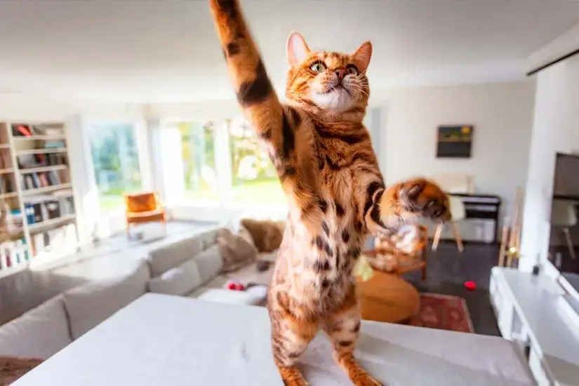 Voiko kissa tai koira laukaista murtohälytyksen?