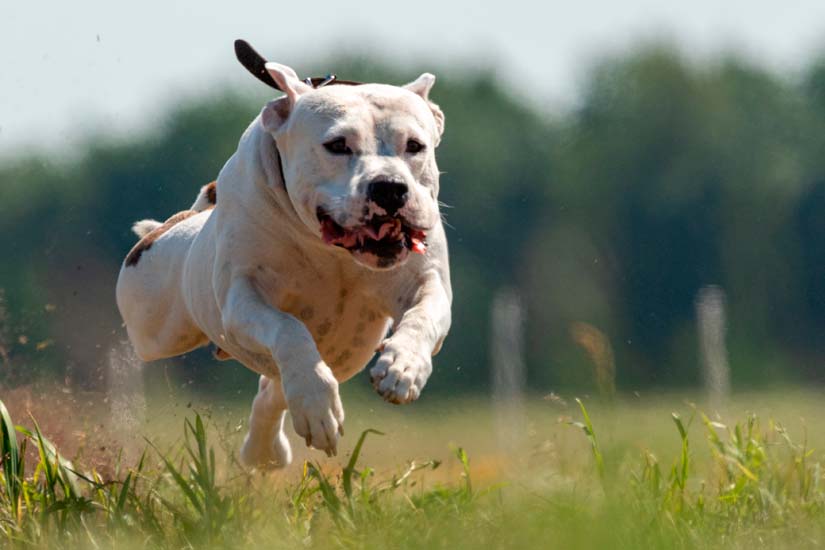 ”Rakas perheenjäsen on yksin kotona” – lemmikin turvana on kodin hälytysjärjestelmä